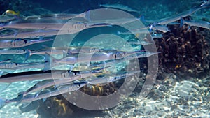 School of photo needlefish or Belonidae hunting on a coral reef. Snorkeling scuba and diving background. Underwater photo