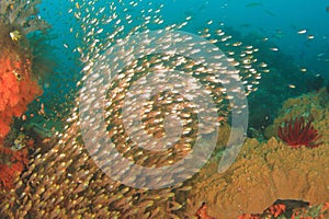 School of pigmy sweeper fish