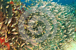 School of pigmy sweeper fish photo