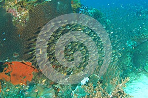 School of pigmy sweeper fish photo