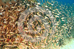 School of pigmy sweeper fish photo