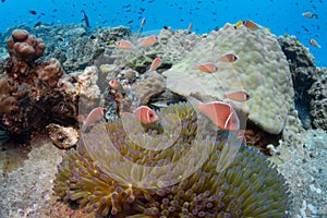 School of pink anemonefish Amphiprion perideraion in an anemon