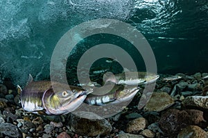 School of Pink salmon in Rausu,Hokkaido