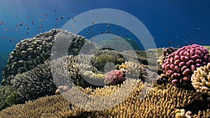 School of pomacentridae fish Bicolor Puller Acropora cytherea coral underwater.