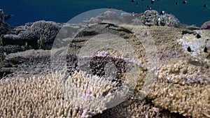 School of pomacentridae fish Bicolor Puller on reef underwater Red sea.