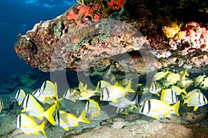School of Porkfish