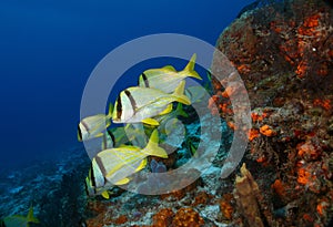 School of Porkfish on a Coral Reef