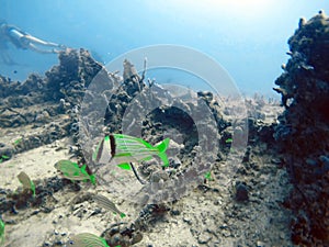 School of porkfish on a shipwreck