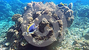 school of Powder blue Surgeonfish swimming in beautiful coral reef of Surin island national park, Phang nga, Thailand