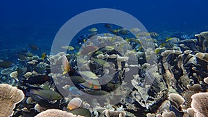 School of rabbitfish, butterflyfish, parrotfish on foliaceous corals