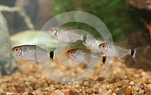 School of Red Eye Tetra fish. photo