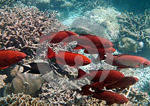 School of red fish in Indian Ocean