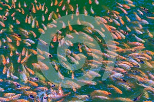 School of red/orange perch red tilapia fish in the fresh water pond