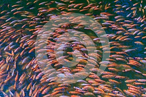 School of red/orange perch red tilapia fish in the fresh water pond