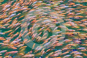 School of red/orange perch red tilapia fish in the fresh water pond