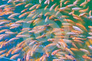 School of red/orange perch red tilapia fish in the fresh water pond