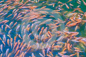 School of red/orange perch red tilapia fish in the fresh water pond