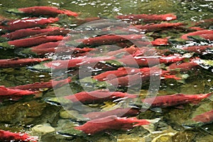 School of red saukeye salmon swimming upstream