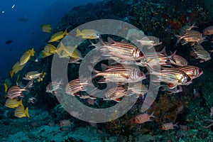 School of Red squirrelfish, Sargocentron rubrum in a tropical coral reef of Andaman sea