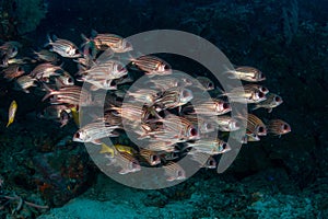 School of Red squirrelfish, Sargocentron rubrum in a tropical coral reef of Andaman sea