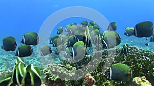 School of Redtail butterflyfish Maldives