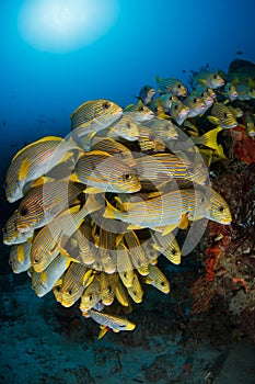 School of ribboned sweetlips fish at Cape Kri.