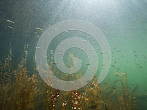 School of roach swimming over alternate water-milfoil aquatic plants