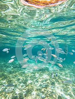 School of saddled seabream fish Oblada melanura cimen of a remnant of algae under the waters of a cove in Majorca photo