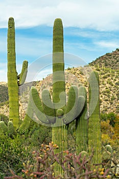 School of saguaro cactuses in the hills and cliffs of tuscon arizona in late afternoon shade with mountain background