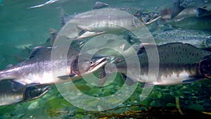 School of Salmonidae Oncorhynchus gorbuscha salmon fish underwater in sea.