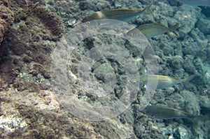 A school of salpa fish at th bottom