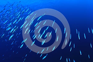 School of Sardine Fish