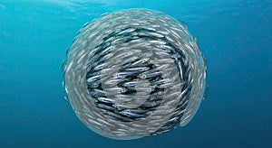 A School of Sardines Forms a Perfect Sphere in the Deep Blue Ocean