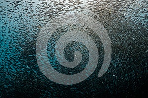 School of sardines in moalboal