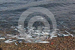 A school of Saury, a small billfish, washing onto the shore with the tide on a rocky beach near Port Hawkesbury, Nova Scotia