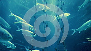 School of sea fish swimming in a large Circular Aquarium Tank