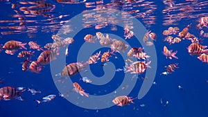 School of Sergeant Fish