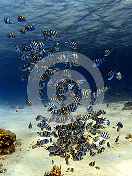 School of sergeant fish underwater