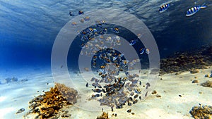 School of sergeant fish underwater