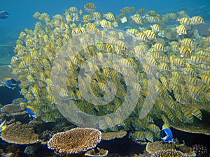 School of Sergeant Major fishes