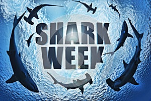 School of sharks , great white and hammerhead`s circling the text Shark week with a shark bite taken out of the k.