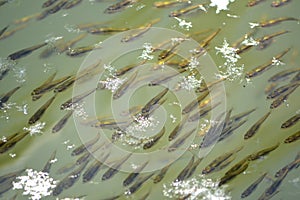 A school or shoal of fish fry