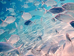 School of silver colored fish in glassy water in Indian Ocean