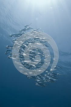 School of silver fish