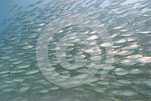 School of silver fish