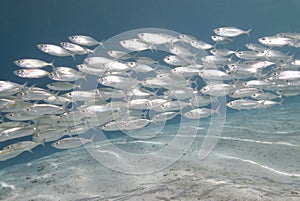 School of silver fish