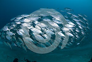 School of silver fish