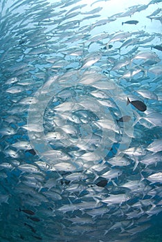 School of silver fish
