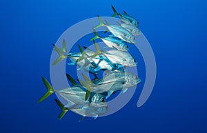 School of silver fish in the blue