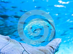 School of Silver Fish in Glass Ball Under Water in Divers Hand